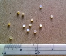 12  GOLD  MOTHER OF PEARL