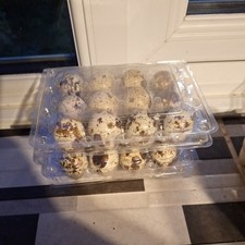 24 X Jumbo Quail eggs mixed