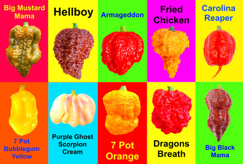 Worlds hottest chilli - hottest,