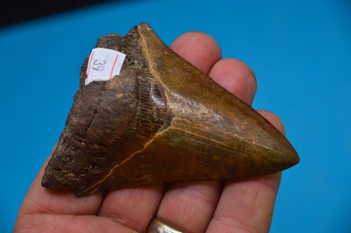 Beautiful megalodon shark - beautiful, 3.4"