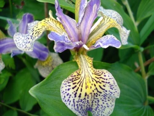 Iris speckled hen x3 - 'speckled,