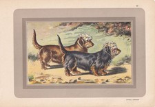 1931 DANDIE DINMONT TERRIER Print - Antique Hunting Dog Art - 11 x 7.75 Inches