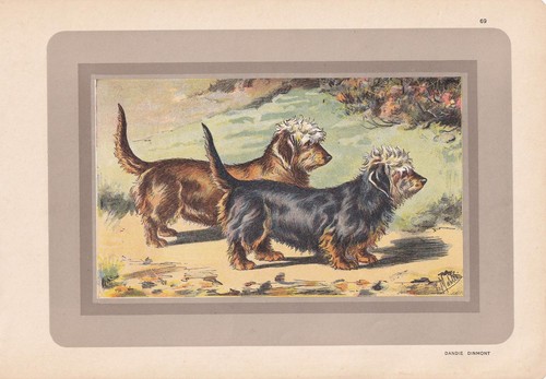 1931 dandie dinmont - 1931,