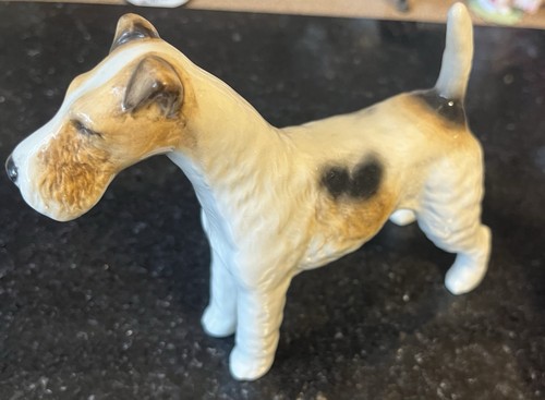 Wire fox terrier - fox,