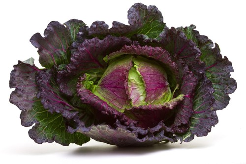 Vegetable cabbage january - cabbage,