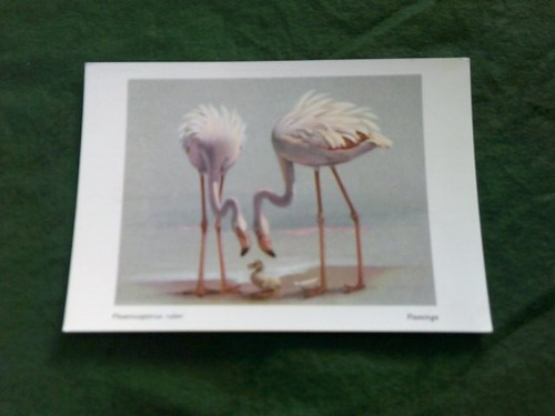 Animals birds flamingo - birds, art