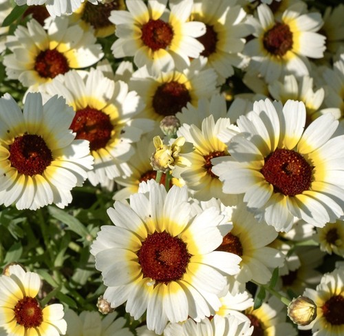 Chrysanthemum segetum eastern - segetum,
