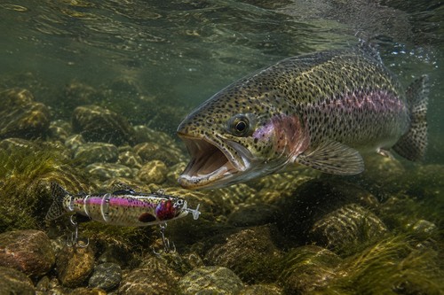 Big trout lure jointed - big,