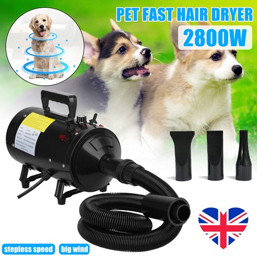 Dog cat pet - cat, dryer