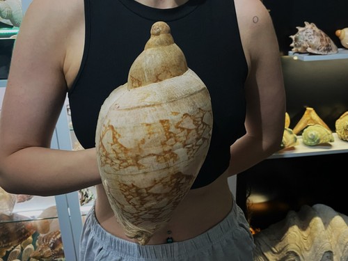 Seashell volute livonia - seashell,