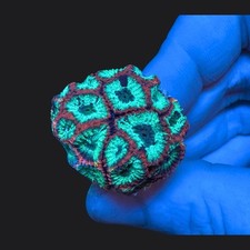 Favia Red  & Green WYSIWYG LPS