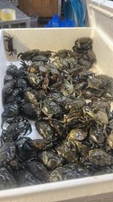 40 Frozen Devon Peeler Crab