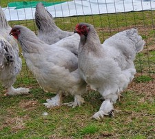 12+  Lavender Brahma Hatching