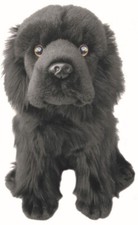 Newfoundland teddy