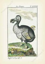 Dodo Dronte Raphus cucullatus antique print engraving Buffon 1775 art poster