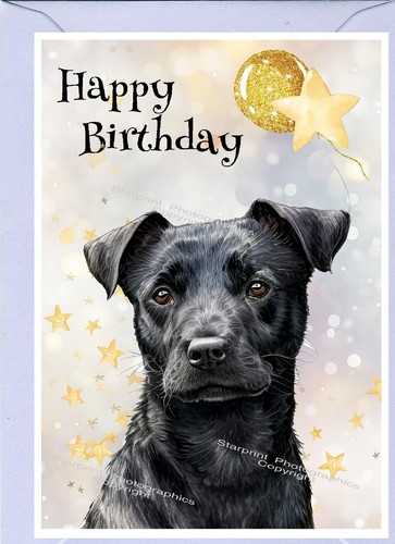 Patterdale terrier dog x - terrier,