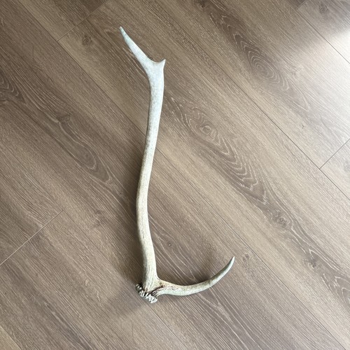 Red deer points antler - deer, 2