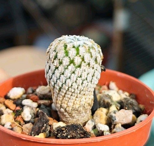 Mammillaria pectinifera - mammillaria, pectinifera-