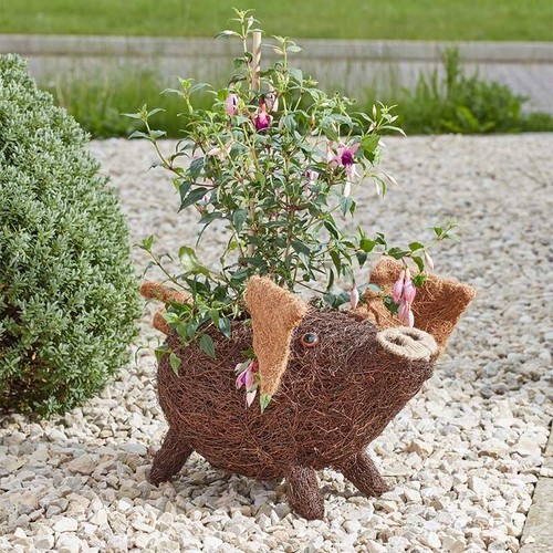 Smart garden porky - pig, planter