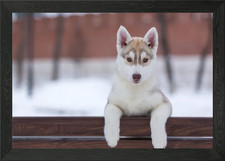 Husky Puppy Framed Wall Art