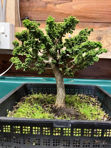 Hinoki cypress sekka bonsai - cypress,
