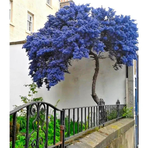 Ceanothus autumnal blue - ceanothus,