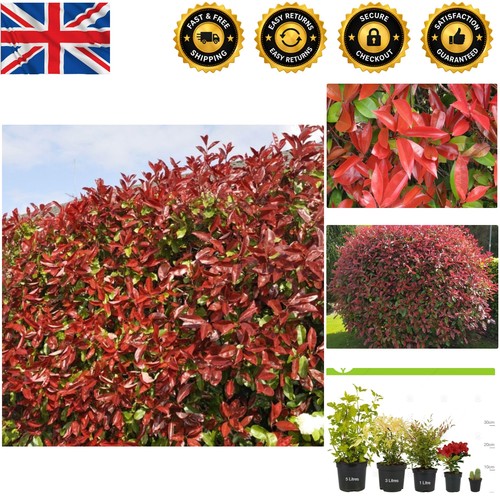 Vibrant red robin photinia - vibrant,