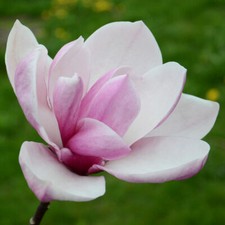 Magnolia Soulangeana Saucer