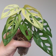 Monstera Adansonii Albo GHOST
