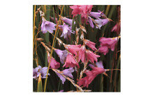 Dierama pulcherrimum 'Strawberry Ice Cream' - Angel's Fishing Rod - 8 seeds
