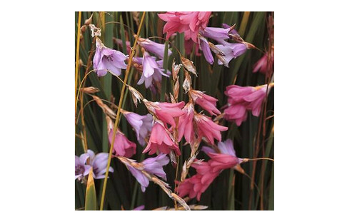 Dierama pulcherrimum