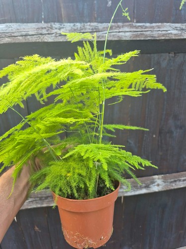 Asparagus fern setaceus - asparagus,