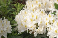 Rhododendron Madame Masson