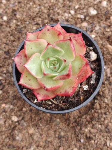 Echeveria matador live - echeveria,