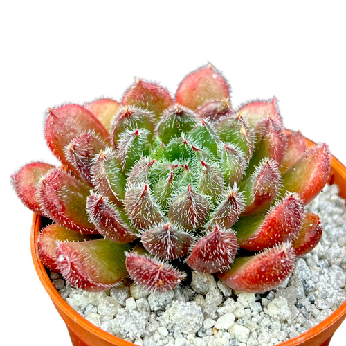 Echeveria scorpio uk grown - echeveria,