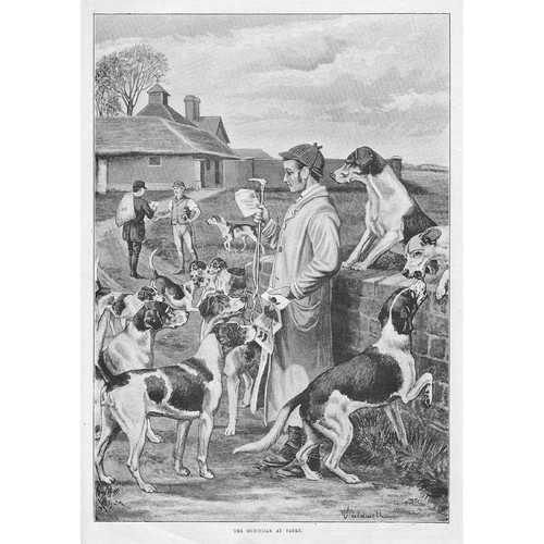 Fox hunting the huntsman - hunting,