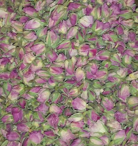 Organic rose buds - rose, (rosa