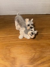 Schnauzer Terrier Puppies