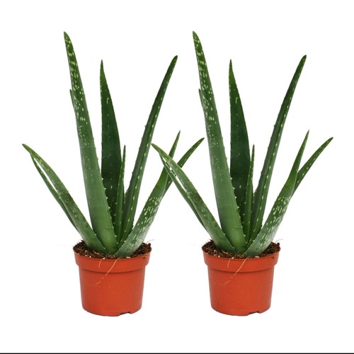 Live aloe vera plant - 2,