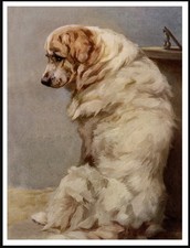Pyrenean mountain dog - dog, lovely