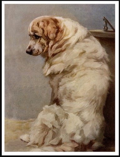 Pyrenean mountain dog lovely - pyrenean,
