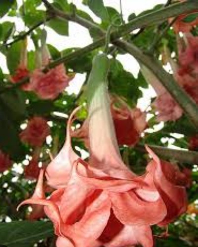 Brugmansia angel trumpet - brugmansia,,