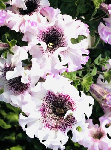 Petunia giant supersimba - x,