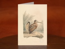 A Woodcock by Samuel Howitt - A5 Art Print Greeting Card