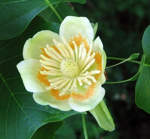 Photo 6x4 tulip tree - photo,