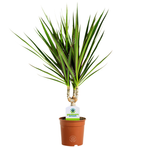 Dracaena marginata 1 plant - marginata,