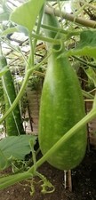 Bottle Gourd Zucca Bangla Pani Lao doodhi lau Kodu khodu 8Seeds UK grown