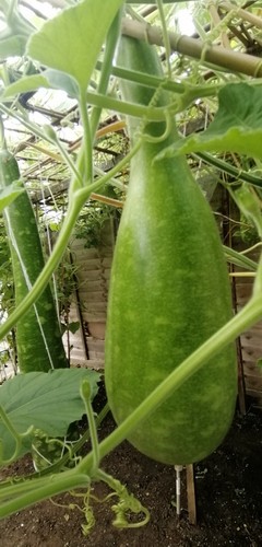 Bottle gourd zucca bangla pani - gourd,