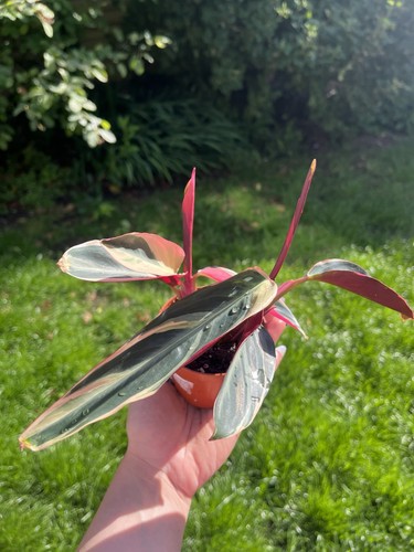 Stromanthe triostar rooted - stromanthe,