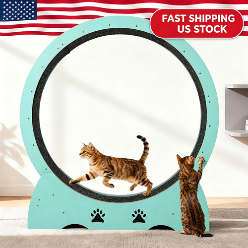 Cat exercise wheel - cat,